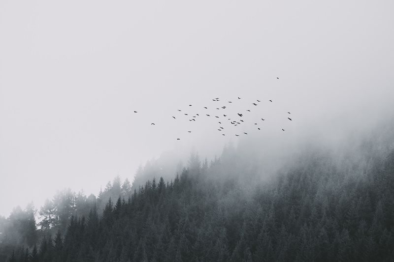 пейзаж, природа, горы, туман, лес, птицы, непогода, полет Стражи лесаphoto preview