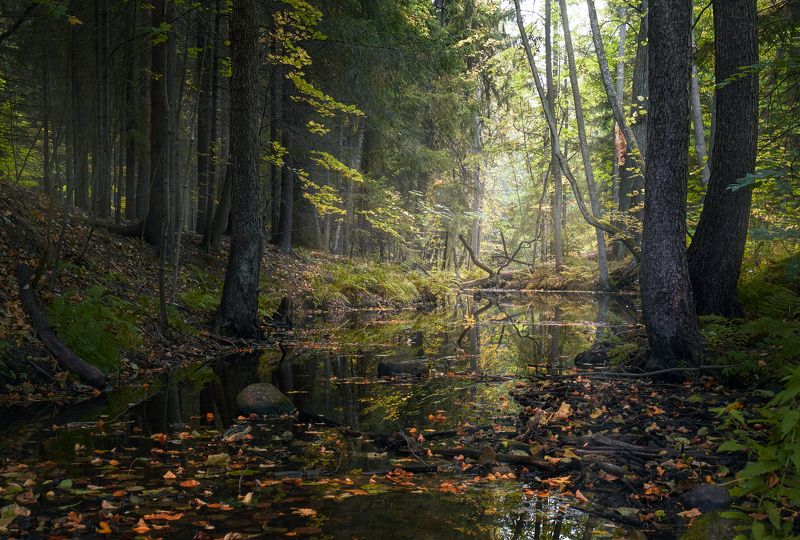 сергиевка, парк, осень Сказки парка \