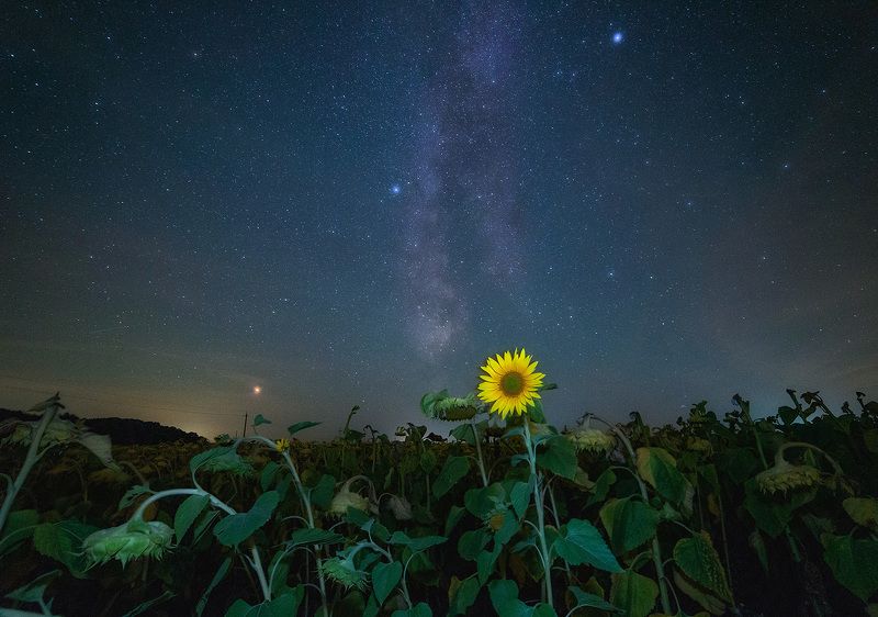 ночь, звезды, подсолнухи Чужой среди своихphoto preview