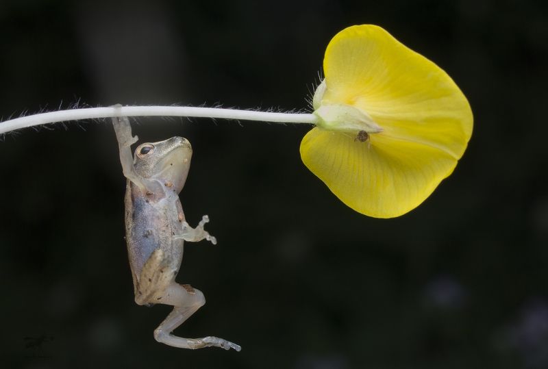 #macro#frog#flower#colors Don\'t Worry, Be Happy!photo preview