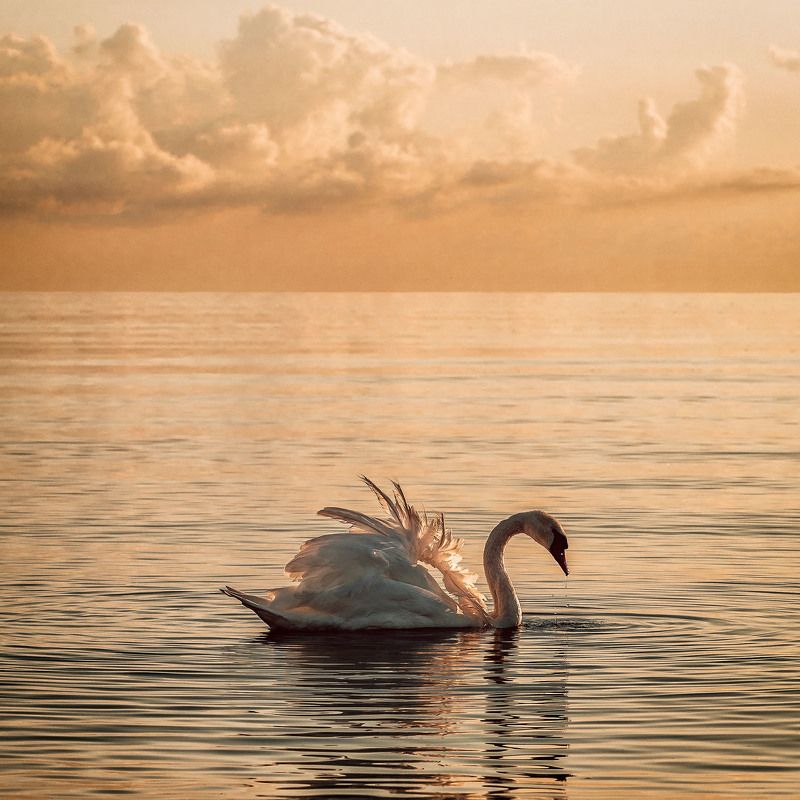Golden Hour Swanphoto preview