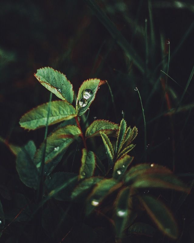 фотографалинция две капли фото превью