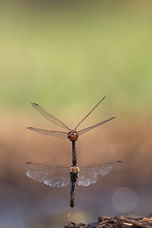 стрекоза Метальщицаphoto preview