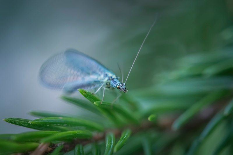 хрупкость в деталяхphoto preview