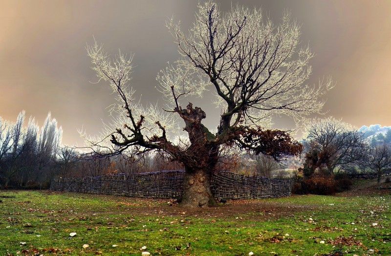 willow, tree Willow treephoto preview