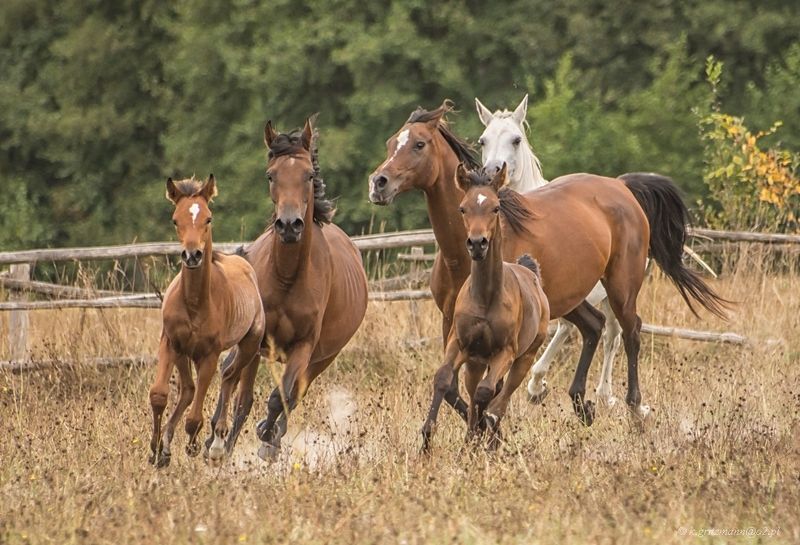 avanti!photo preview