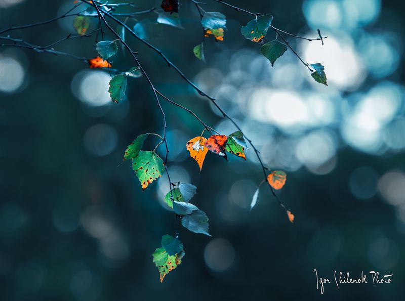 осень, берёзка серия \