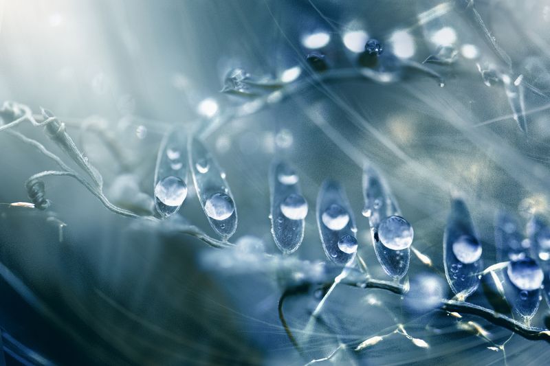 дождевая рапсодияphoto preview