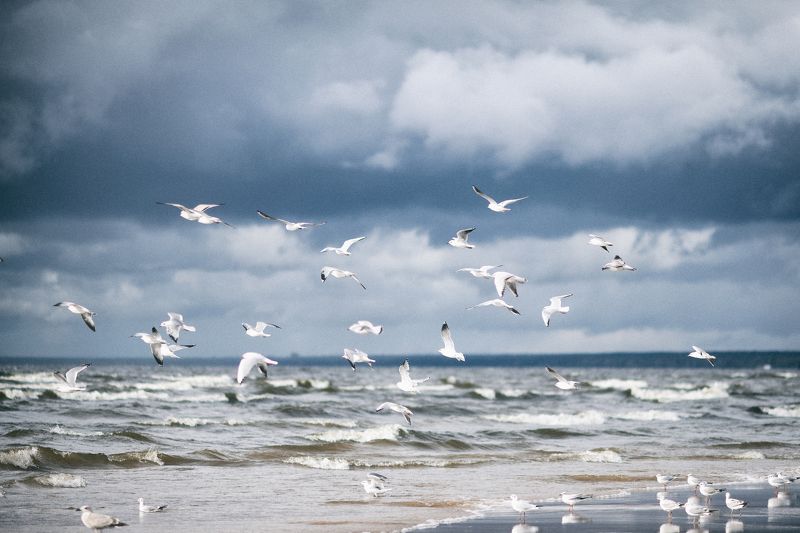 чайки, залив, небо, море, вода, песок Осень на Финском заливеphoto preview