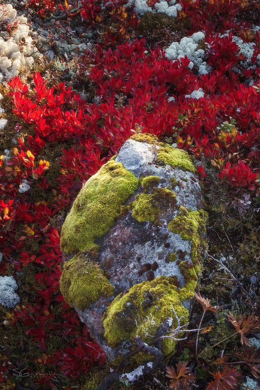 Урал, Северный Урал, Серебрянский Камень, Конжак Каменное сердце Северного Уралаphoto preview