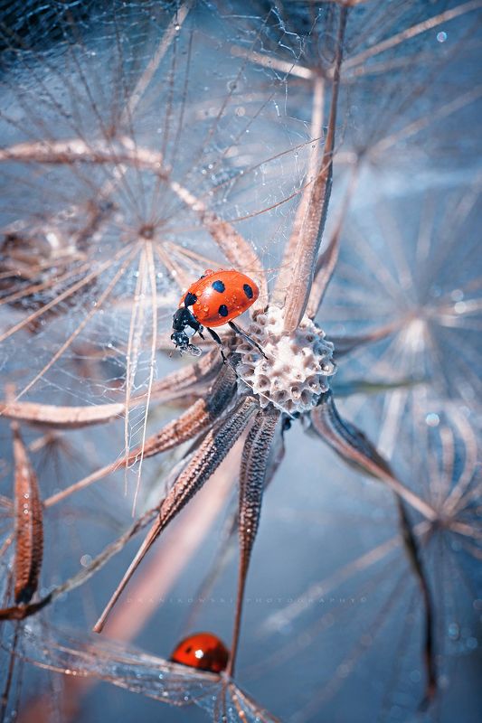 ladybird, synapses, ladybird, insect, dranikowski, m42, macro, biedronka, dandelion, a7riii, neurone ladybird on dandelionphoto preview