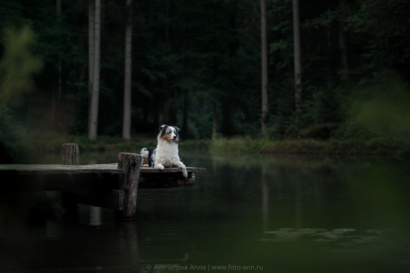 собака, природа, озеро, лес  на озереphoto preview