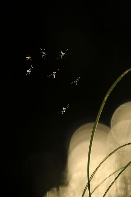 звездное небоphoto preview