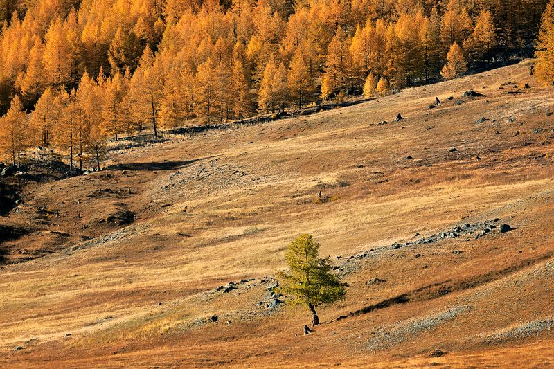 larch, forest, autumn, Altai Republic, West Siberian region, Russia You\'re just different now and there\'s nothing wrong with that (с)photo preview