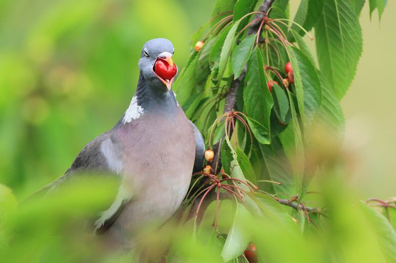bird,wildlife,nature,dinner,tree,color,funny,scene,pigeon,birds,wild,beauty,green,cherry,eating Hungry pigeonphoto preview