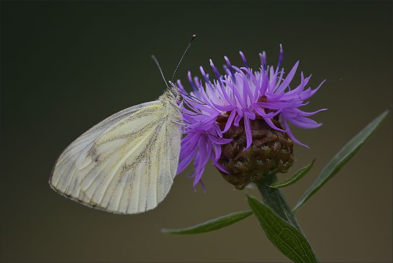 бабочка ***photo preview