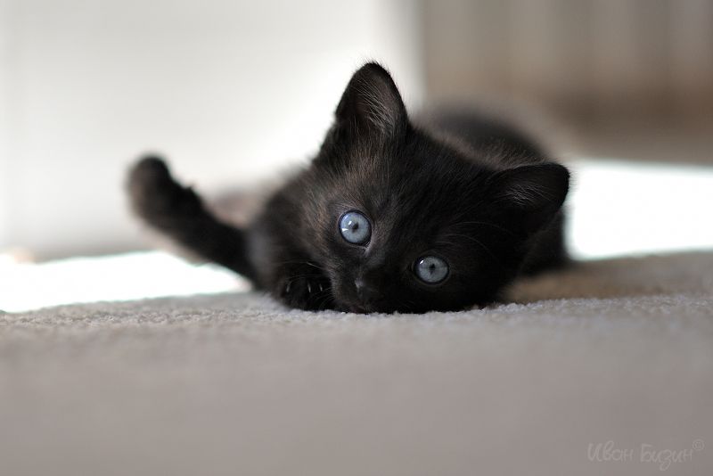 котёнок Черникаphoto preview