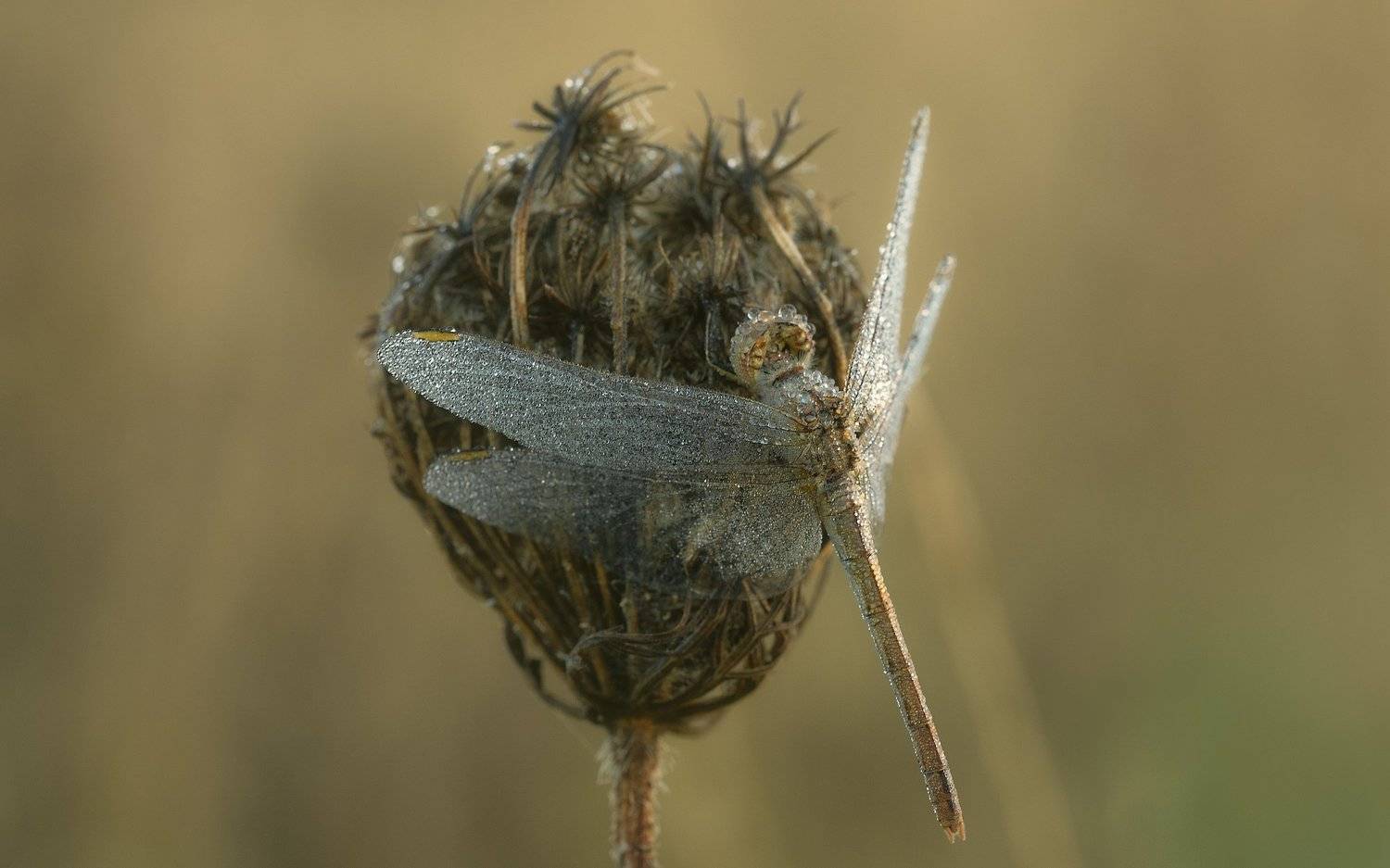 осень, утро, Alexander Plekhanov