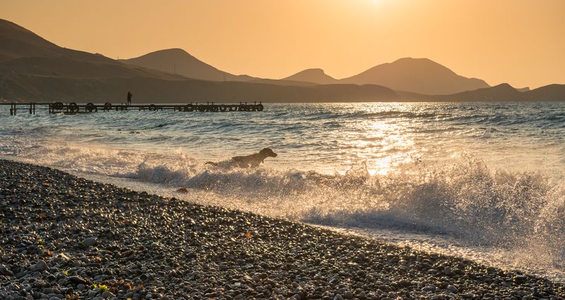 крым, коктебель, море, рассвет, солнце, горы, утро, шторм, волны, собака В рассветный брызгахphoto preview