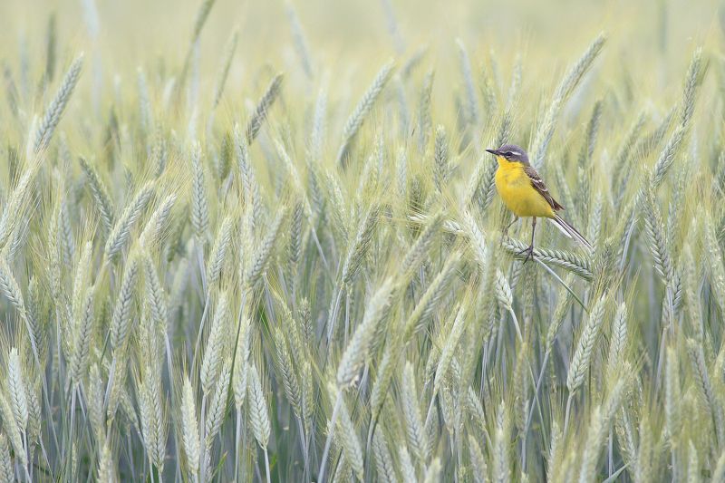 bird,wildlife,nature,field,yellow,color,beautiful,scene,songbird,birds,wild,beauty,green,summer Guardian of the fieldphoto preview
