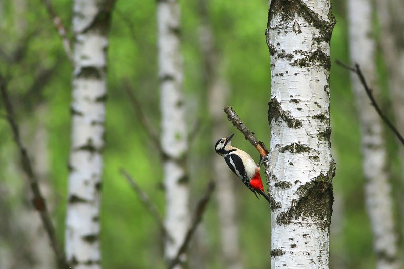 bird,wildlife,nature,tree,green,color,beautiful,scene,woods,scenery,birds,wild,beauty,forest,spring Great Spotted Woodpeckerphoto preview