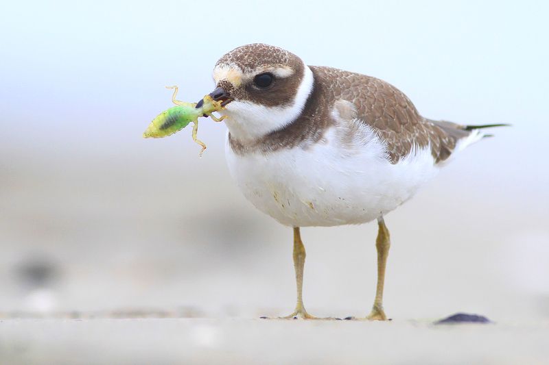 bird,wildlife,nature,dinner,beach,sand,color,funny,scene,birds,wild,beauty,green,eating Dragon Slayerphoto preview