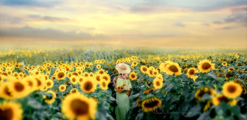 Sunflowersphoto preview