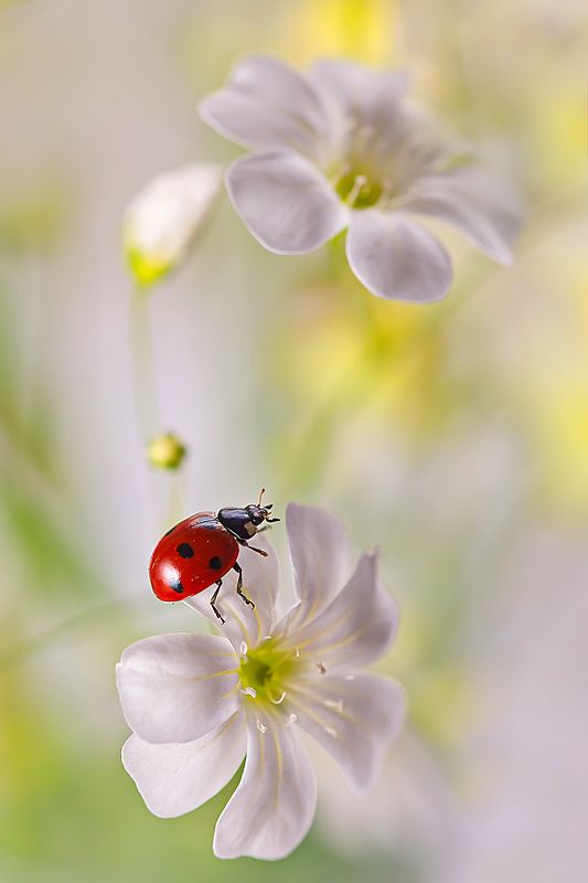 макро, насекомое, божья коровка, жук, природа, цветы Этюд в лимонных тонахphoto preview