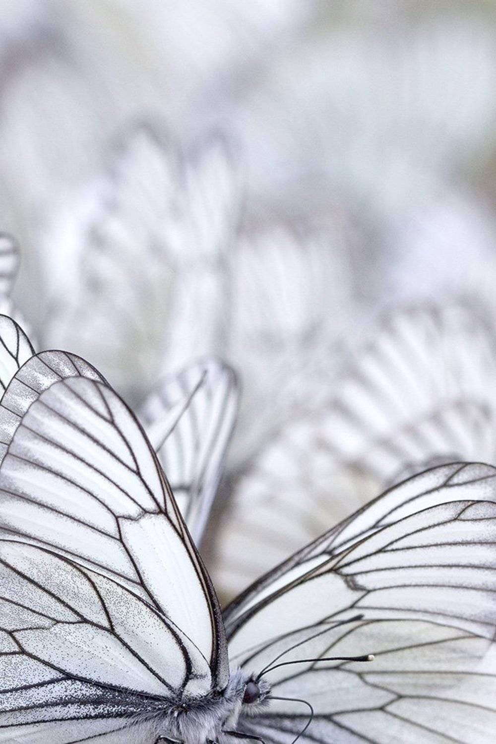 , Иваненко Светлана