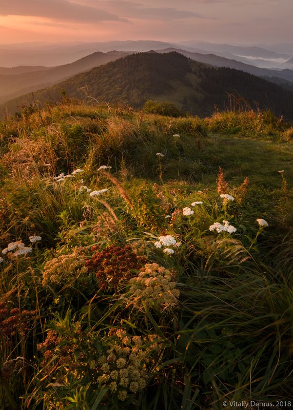 горы, лето, пейзаж, хребет, зеленый, лес, рассвет, боковой свет, утро, солнечный, карпаты, природа, широкий угол Ветренная вершина. Карпаты. г.Параска (г. Парашка)photo preview
