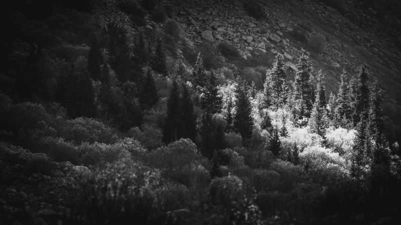 пейзаж, природа, горы, ели, лес, , свет, чернобелое Луч светаphoto preview