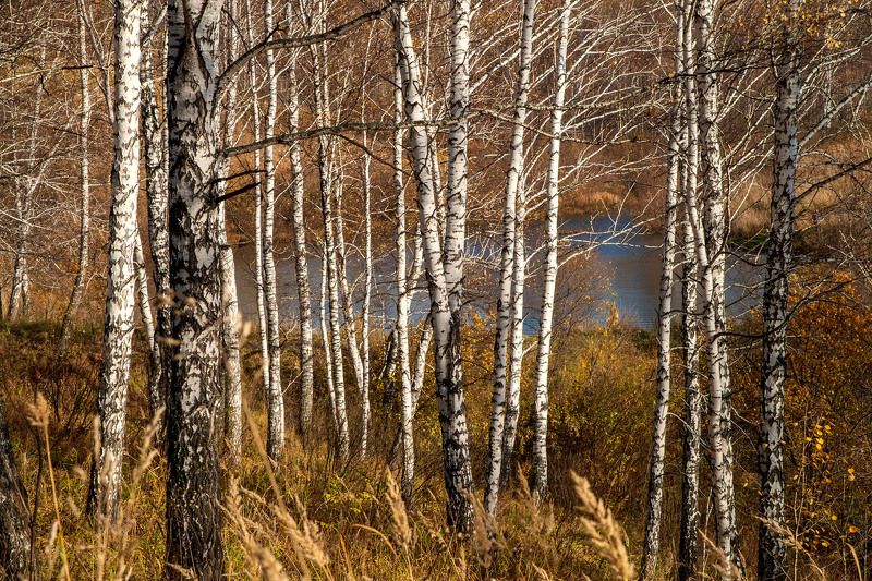березы, лес, осень, пруд, солнечный, день, желтый, рыжий, голубой Осенние березыphoto preview