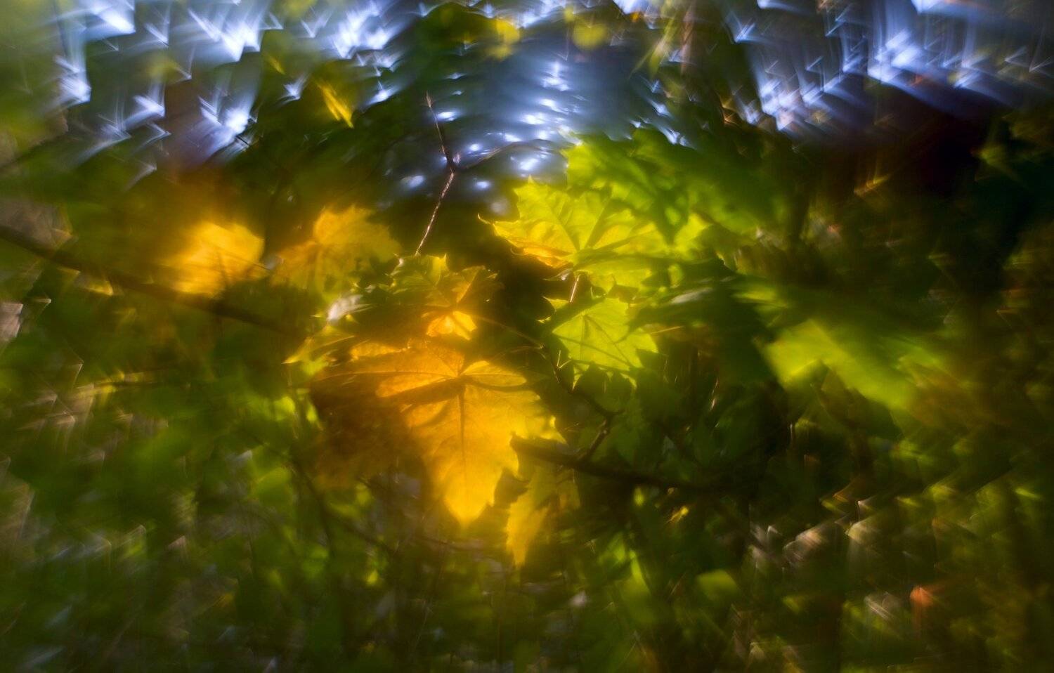 В круговороте осенних листьев.. Автор: Sixten ( Сергей ) природа, осень, лес, беларусь, листя, Sixten ( Сергей )