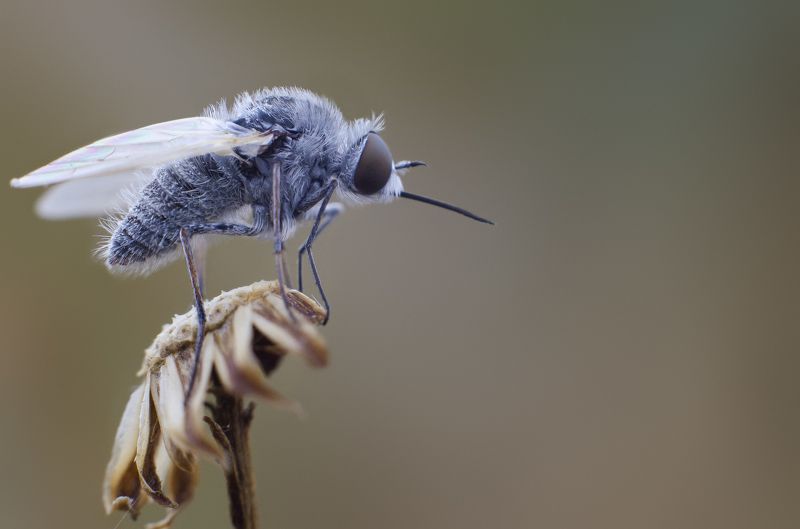 макро, насекомое ---photo preview