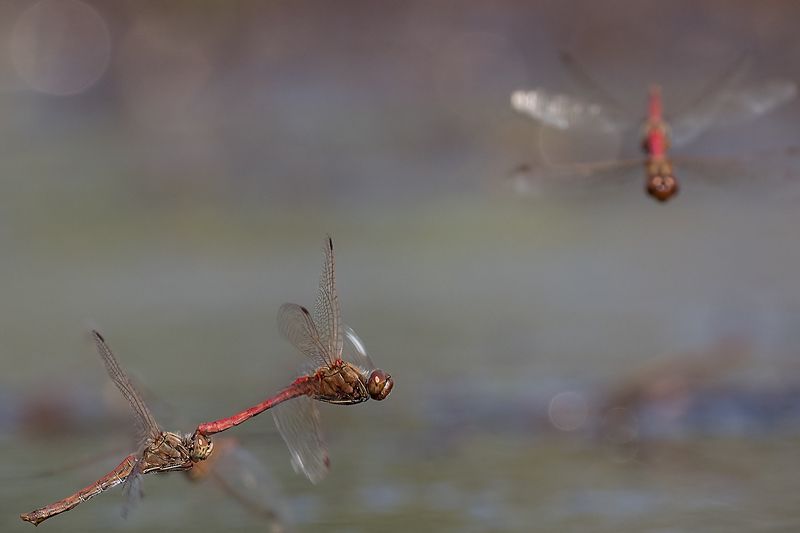 Стрекоза красная метальщицаphoto preview