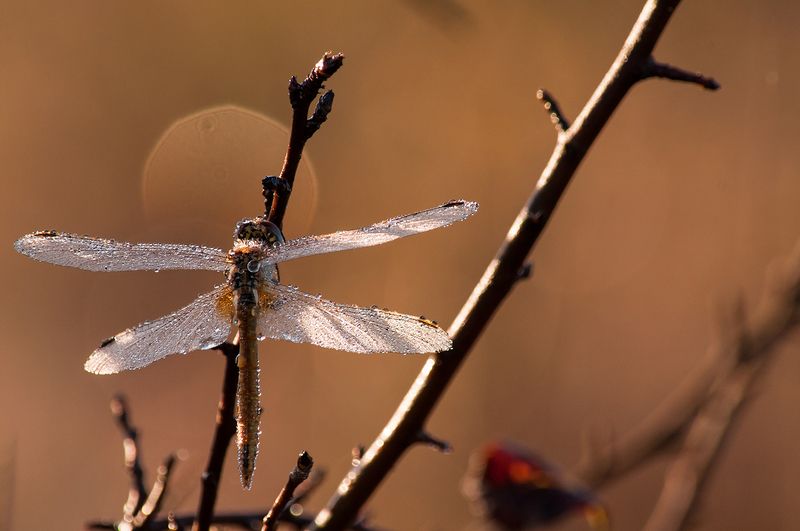 Стрекоза и восход солнцаphoto preview
