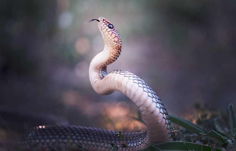 animals,coluber caspius,snakes,reptiles,snake,nature,wild,wildlife,beautiful,macro,close up, Coluber caspiusphoto preview