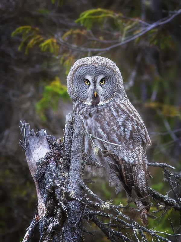 совы,птицы,север,коми Бородатая неясытьphoto preview