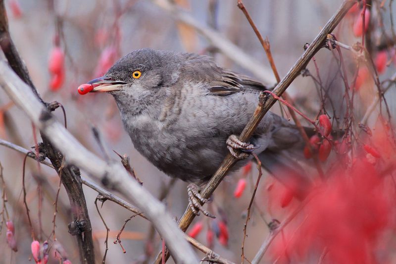 bird,wildlife,nature,dinner,tree,color,scene,songbird,birds,wild,beauty,grey,fruit,eating,winter Dinner timephoto preview