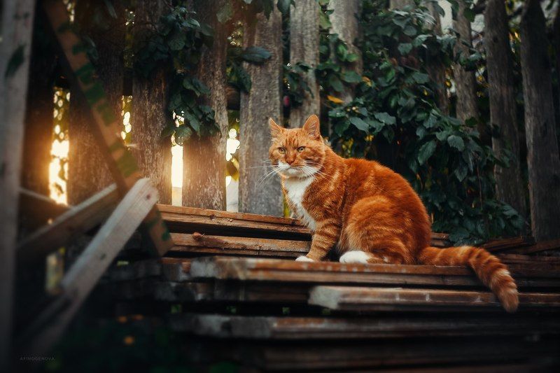 кот, рыжийкот, животные, природа, гелиос Филимонphoto preview