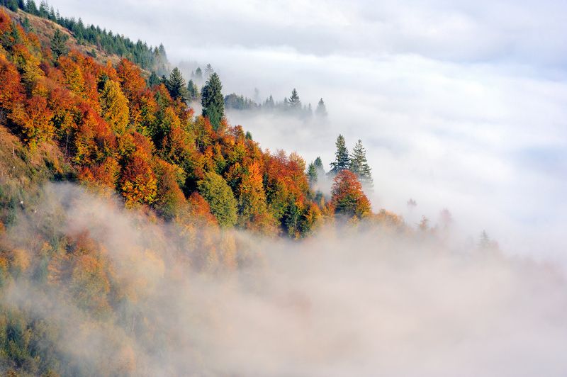 туман, карпаты, лес, гори, осень, fog, forest, autumn, clouds Осенний туманphoto preview