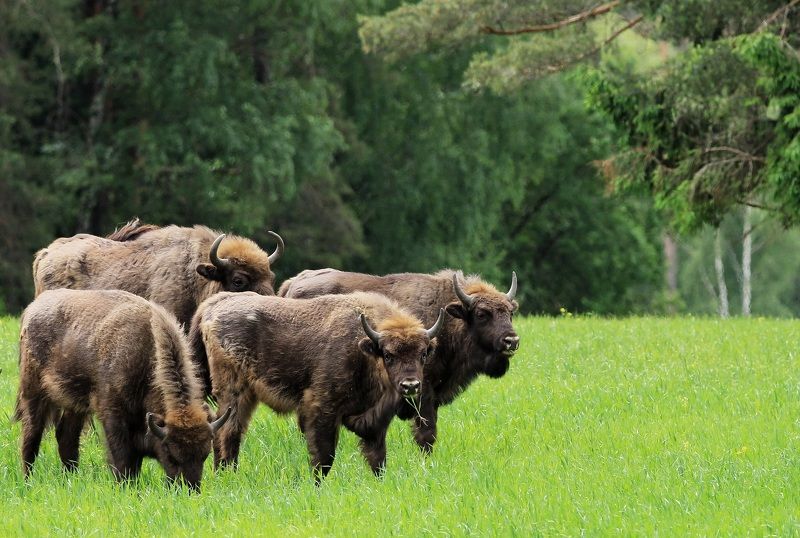 Красный борphoto preview