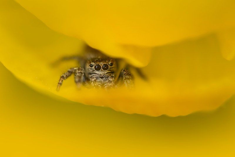 глазастикphoto preview