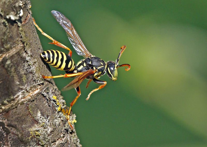 На шухере.photo preview