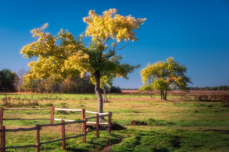 trees light sky blue autumn leaves poland podlasie Autumn impression...photo preview