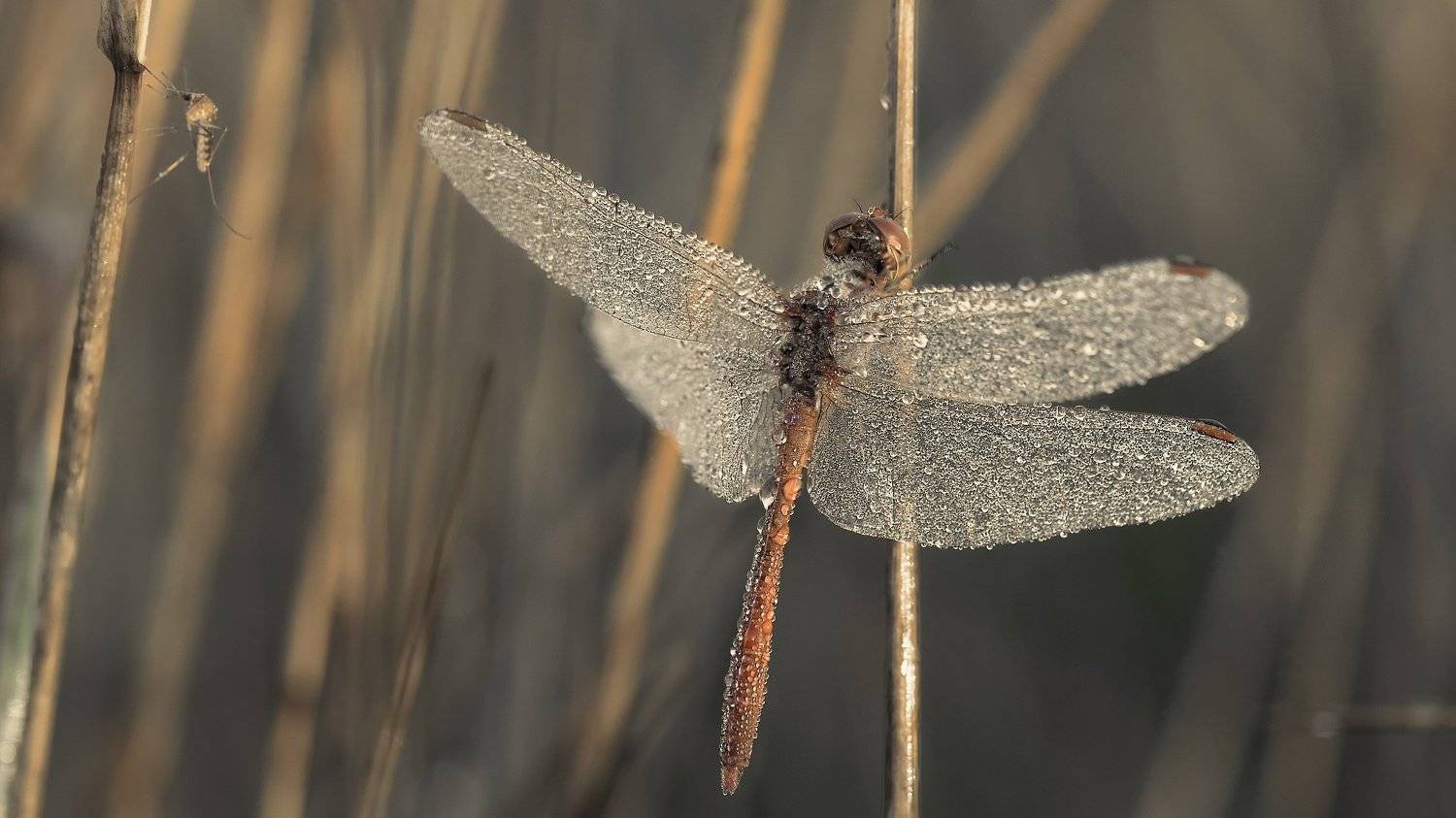 , Alexander Plekhanov