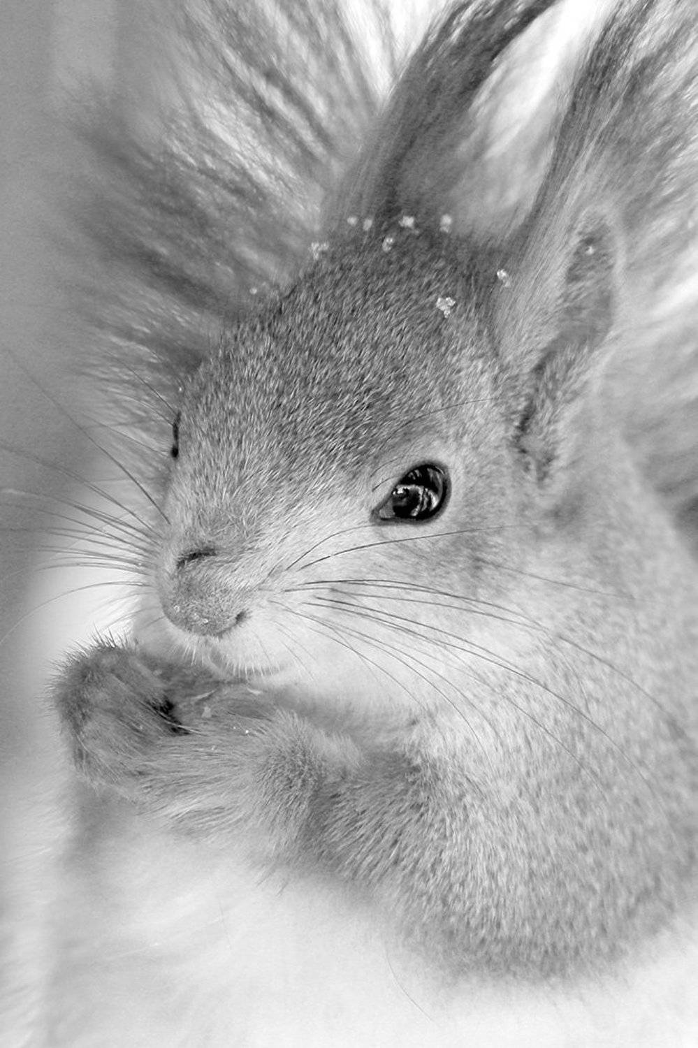 Дама в мехах. Автор: Иваненко Светлана , Иваненко Светлана