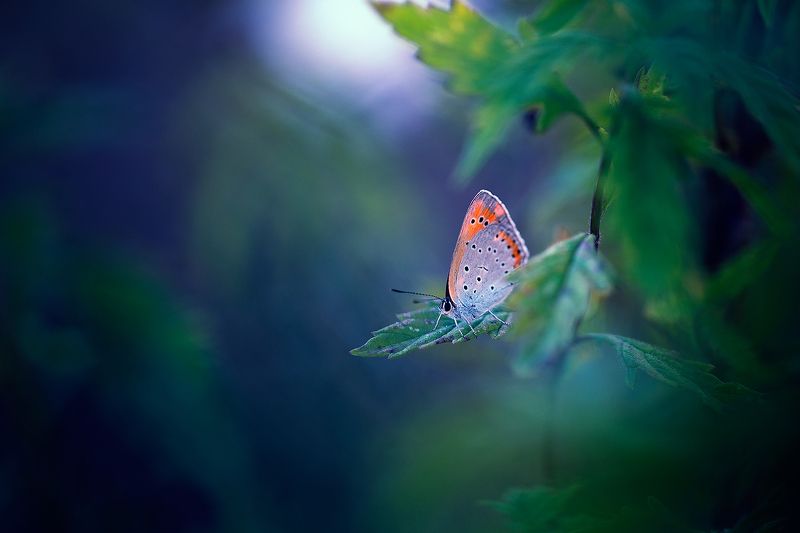 insects,butterfly,macro,beautiful,insect,wild,wildlife,nature,faerie,close up,macro,fairy,lepidoptera, Under the Moonlightphoto preview