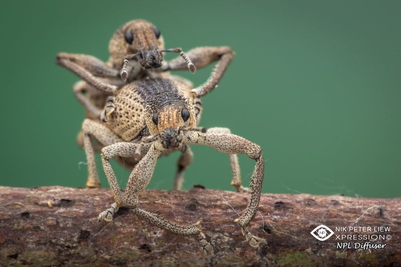 #macro #weevil mating #nature #npl That\'s the way photo preview