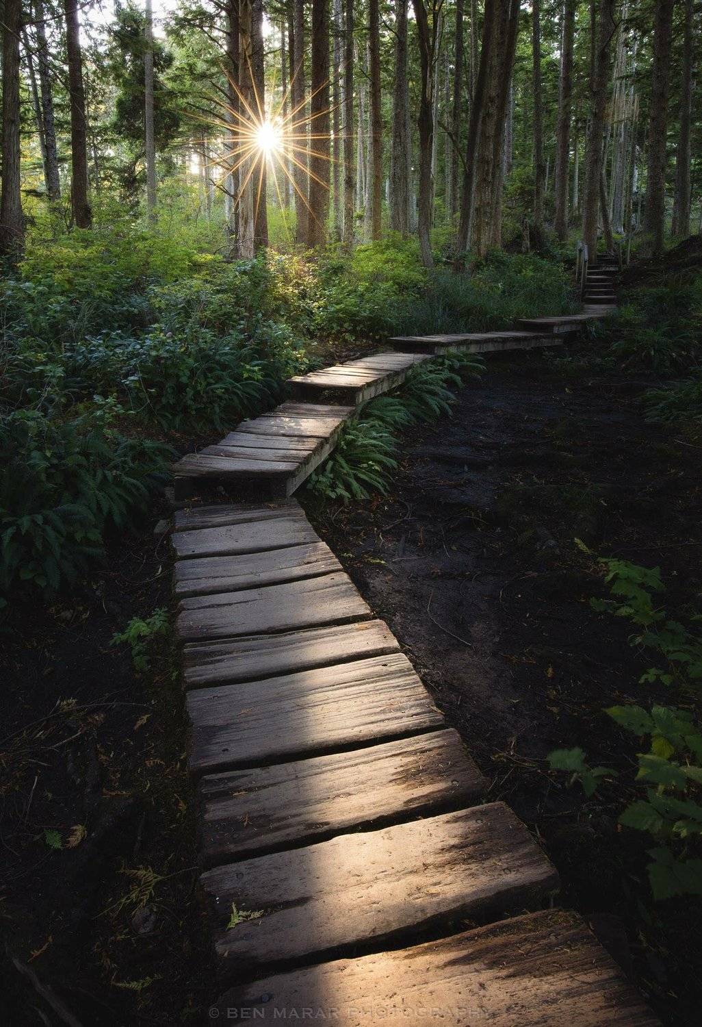 Morning Sunshine. Автор: Ben Marar , Ben Marar